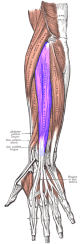 Extensor común dedos.png
